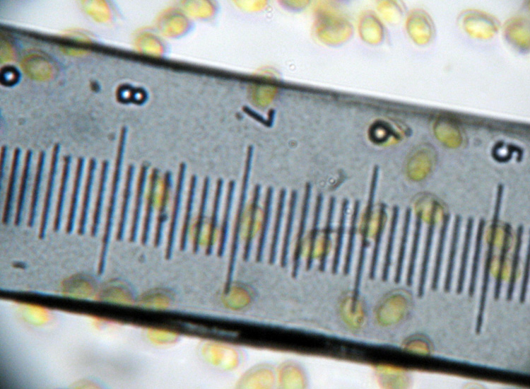 Ero sicuro fosse....